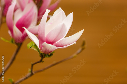 magnolia flowers isolated on background
