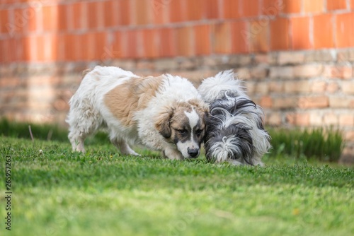 maltese and mix breed dog on green field