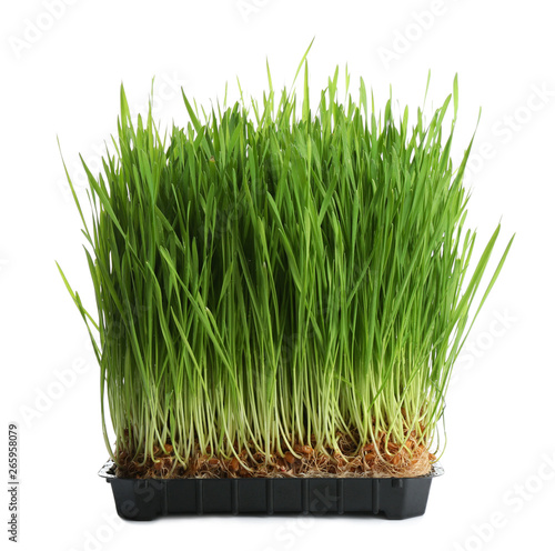 Fresh green wheat grass in container on white background