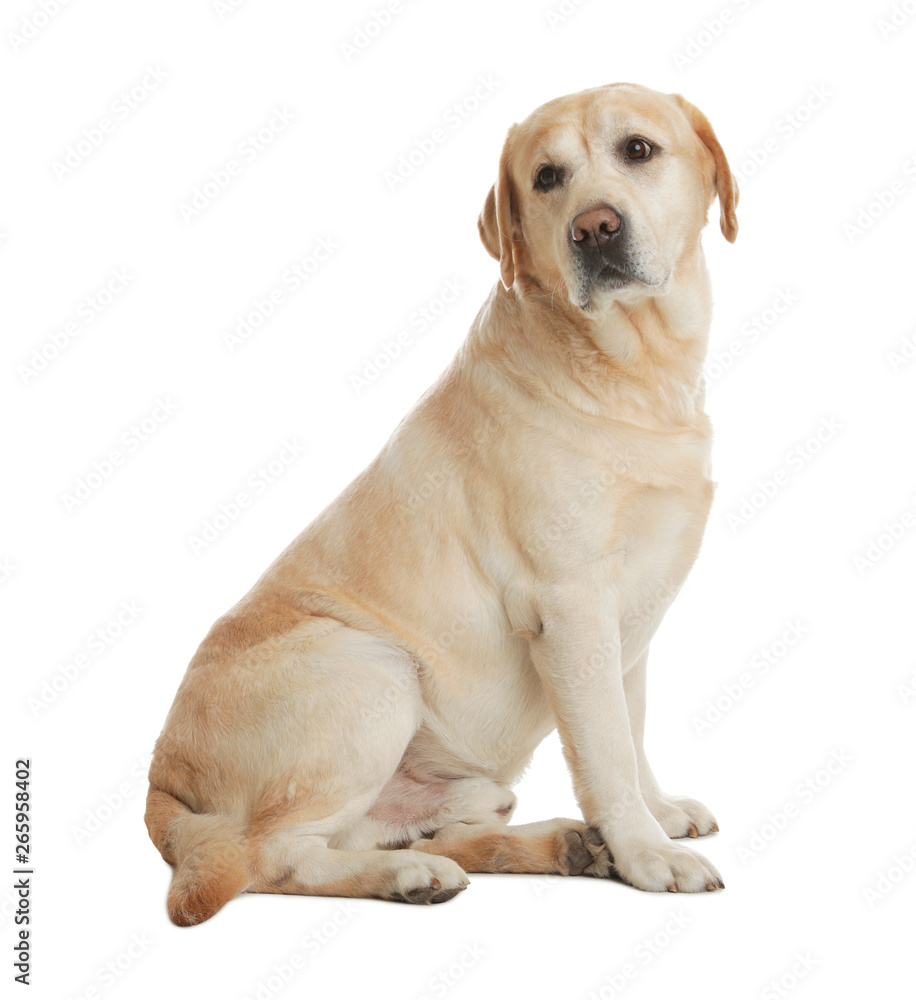 Yellow labrador retriever sitting on white background Yellow labrador retriever sitting on white background
