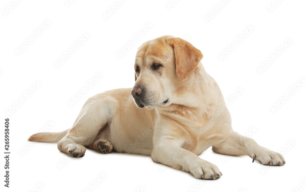Yellow labrador retriever lying on white background Yellow labrador retriever lying on white background