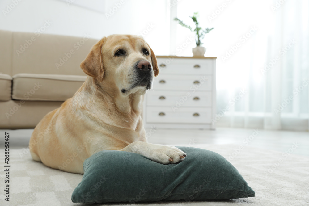 Yellow labrador retriever with pillow lying on floor indoors