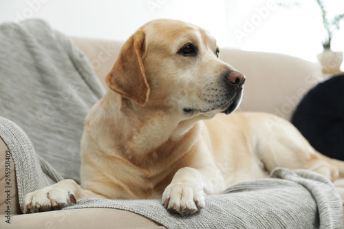 Yellow labrador retriever on cozy sofa indoors © New Africa