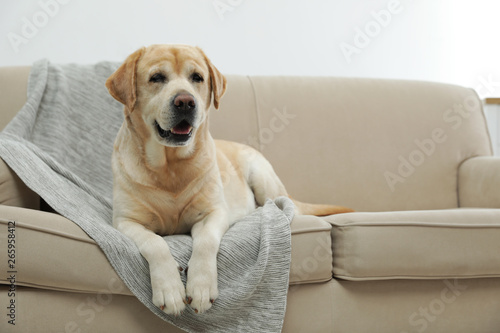 Yellow labrador retriever on cozy sofa indoors