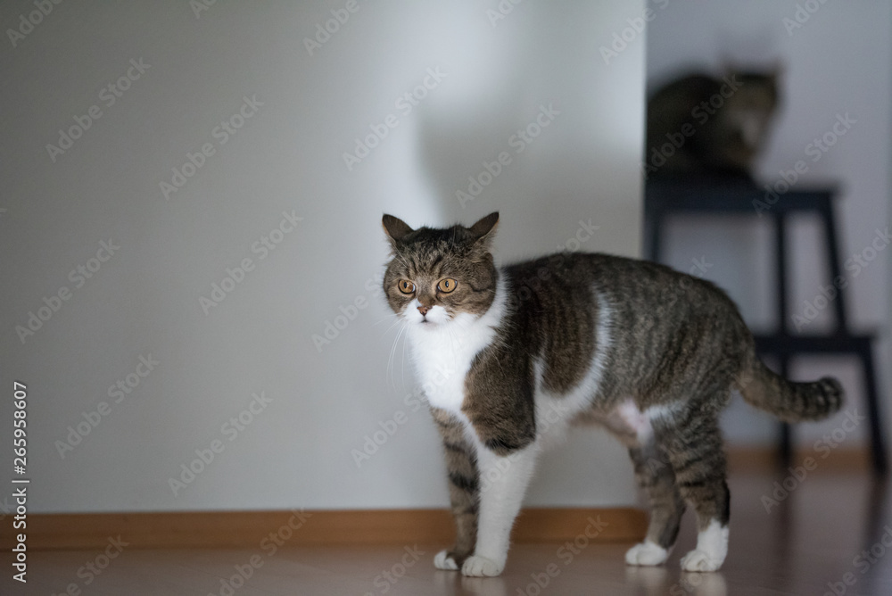 tabby british shorthair cat standing in front of white wall looking upset