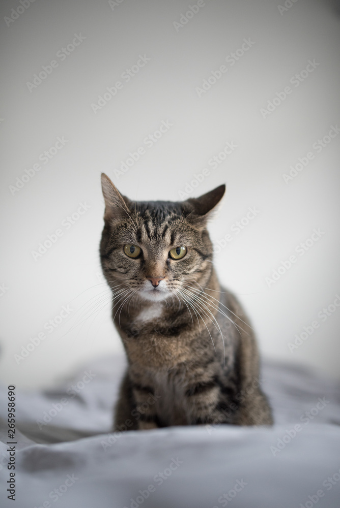tabby domestic shorthair cat sitting on bed in front of white wall tabby domestic shorthair cat sitting on bed in front of white wall