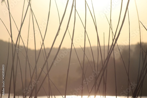 sunset on the lake with reed