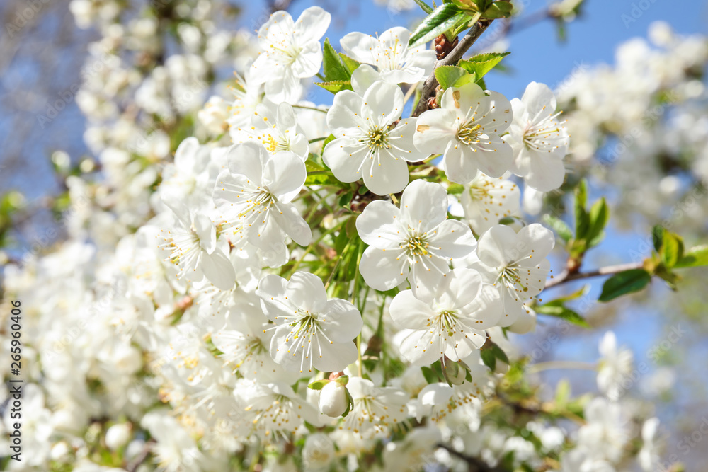 Closeup view of blooming spring tree on sunny day Closeup view of blooming spring tree on sunny day