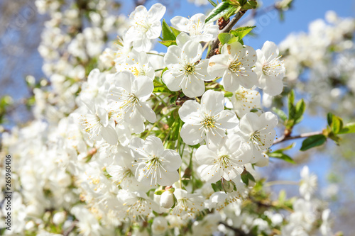 Closeup view of blooming spring tree on sunny day