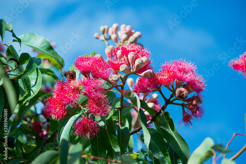 pink red eucalyptus flowers on background of blue sky Australia