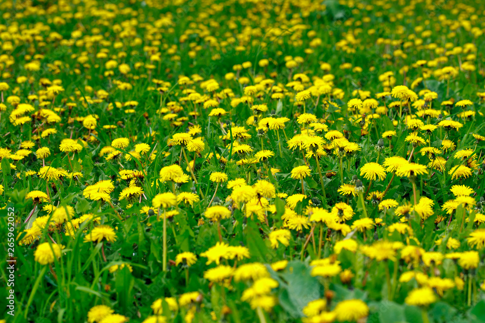 Beautiful yellow dandelions. Simple rural flowers. All background. Bright