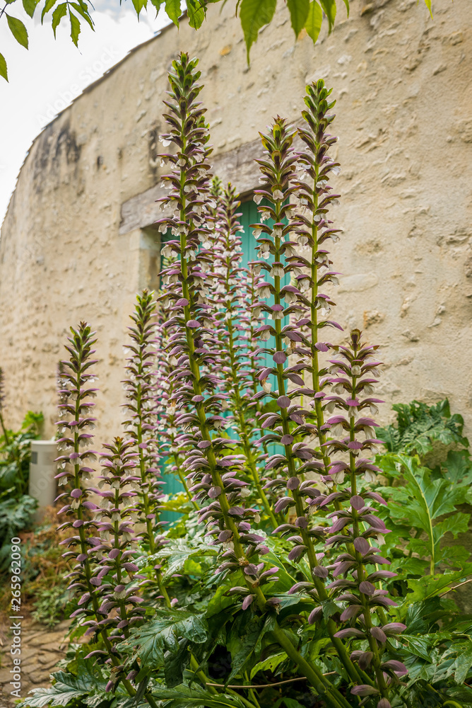 Naklejka premium wall with plants
