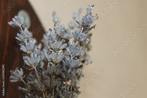 bunch of lavender flowers photograph