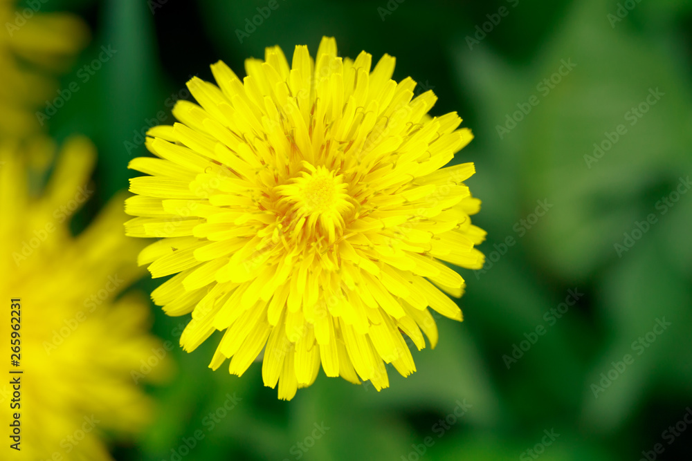Beautiful yellow dandelions. Simple rural flowers. All background. Bright Beautiful yellow dandelions. Simple rural flowers. All background. Bright