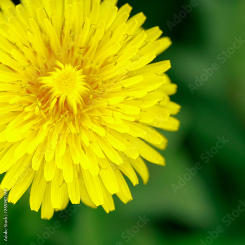 Beautiful yellow dandelions. Simple rural flowers. All background. Bright