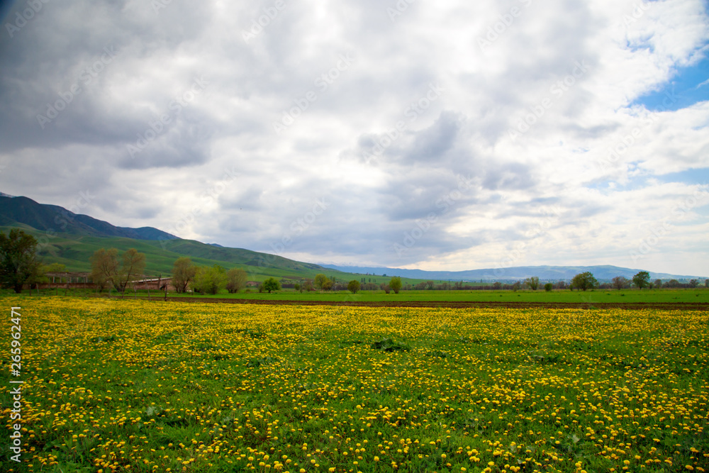 Obraz premium Beautiful spring and summer landscape. A field of yellow dandelions, green grass and mountains. Blue sky and white clouds. Kyrgyzstan Background for tourism.