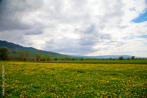 Beautiful spring and summer landscape. A field of yellow dandelions  green grass and mountains. Blue sky and white clouds. Kyrgyzstan Background for tourism.