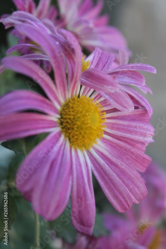 pink gerberas grow in modern greenhouse under artificial growlight. Gerbera jamesonii Gerbera daisy . blurred background. 