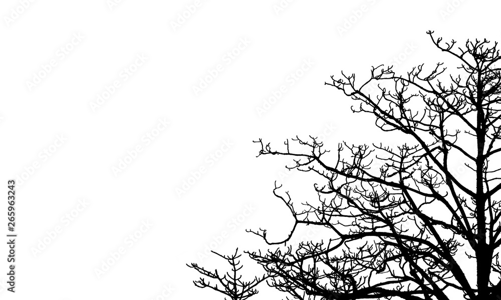 Dead tree and branch isolated on white background. Black branches of tree backdrop. Nature texture background. Tree branch for graphic design and decoration. Art on black and white scene.
