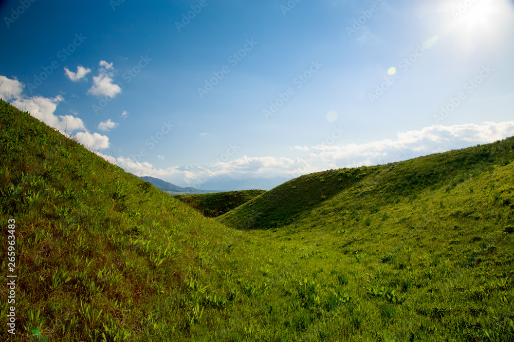 Beautiful spring and summer landscape. Lush green hills, high mountains. Spring blooming herbs. Mountain wild tulips. Blue sky and white clouds. Kyrgyzstan Background for tourism. Beautiful spring and summer landscape. Lush green hills, high mountains. Spring blooming herbs. Mountain wild tulips. Blue sky and white clouds. Kyrgyzstan Background for tourism.