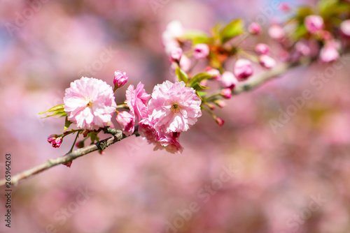 Sakura, cherry blossom, cherry tree with flowers. Oriental cherry blooming. Branch of sakura with white and rose flowers, beauty in nature, beautiful spring nature background © Khorzhevska