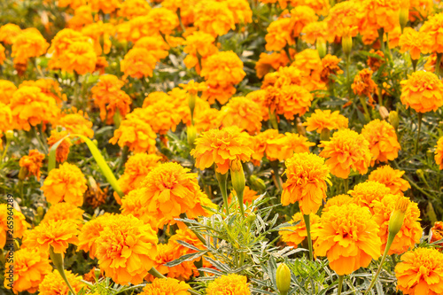Lots of beautiful marigold flowers in the garden. © asanee_photo