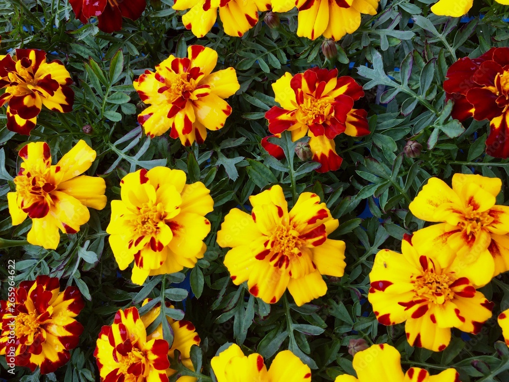yellow flowers background yellow flowers background