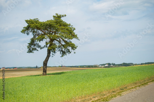 drzewo na polu, pojedyncze drzewo, drzewo, jedno drzewo, samotne drzewo, pole, pola
