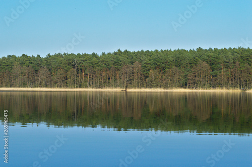 Shore of the lake on a sunny day  Kierskie Lake  Pozna    Poland 