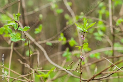 A daphne flowers blooming in the forest