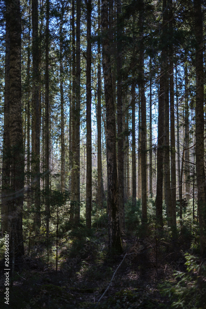 dark forest with tree trunks casting shadows on the ground dark forest with tree trunks casting shadows on the ground