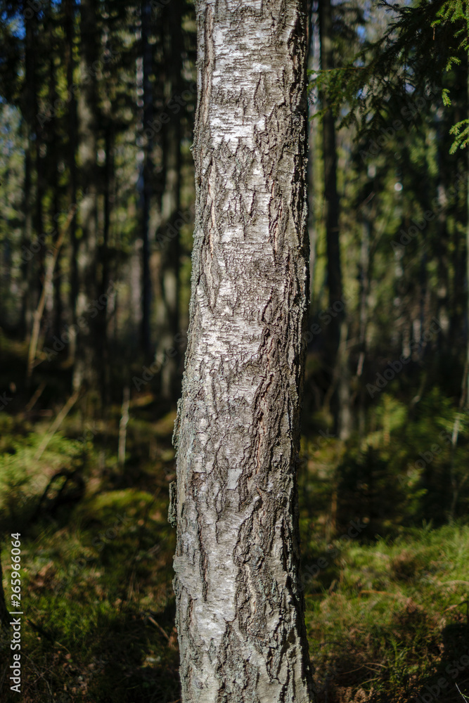 dark forest with tree trunks casting shadows on the ground dark forest with tree trunks casting shadows on the ground