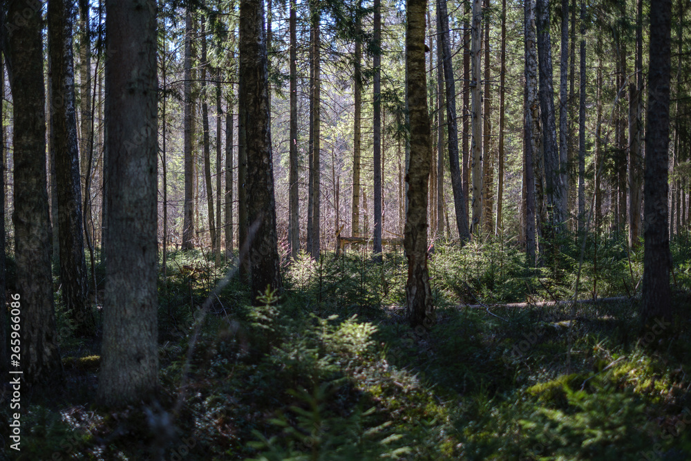 dark forest with tree trunks casting shadows on the ground dark forest with tree trunks casting shadows on the ground