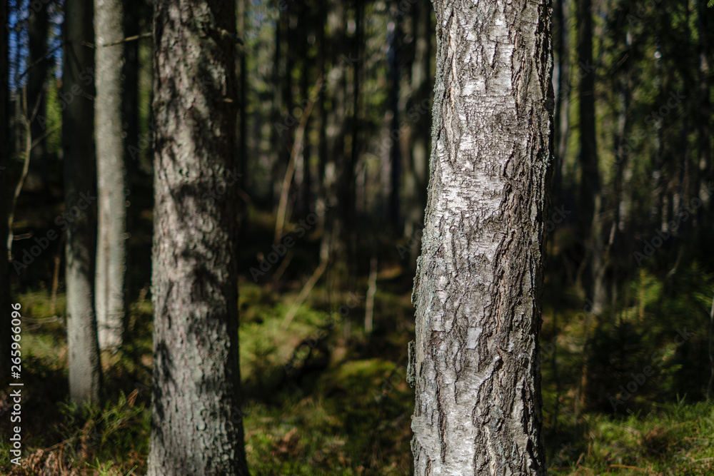 dark forest with tree trunks casting shadows on the ground dark forest with tree trunks casting shadows on the ground