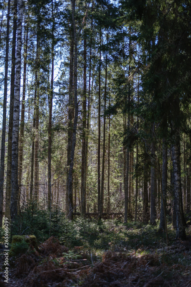 dark forest with tree trunks casting shadows on the ground dark forest with tree trunks casting shadows on the ground