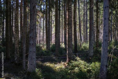 Fototapeta Naklejka Na Ścianę i Meble -  dark forest with tree trunks casting shadows on the ground