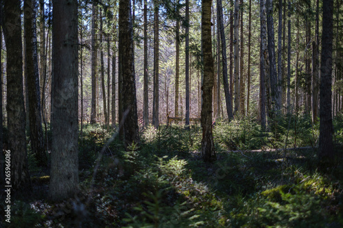 dark forest with tree trunks casting shadows on the ground