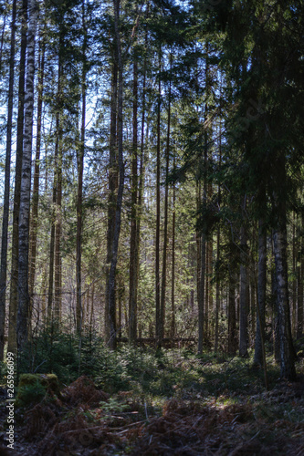 dark forest with tree trunks casting shadows on the ground