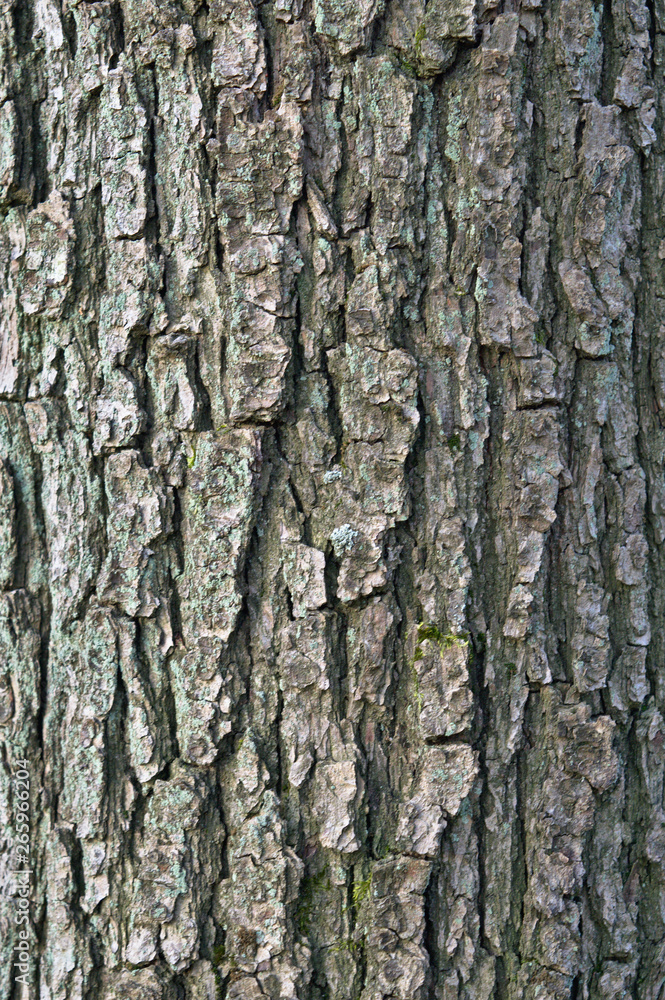 Bark of an oak tree background Bark of an oak tree background