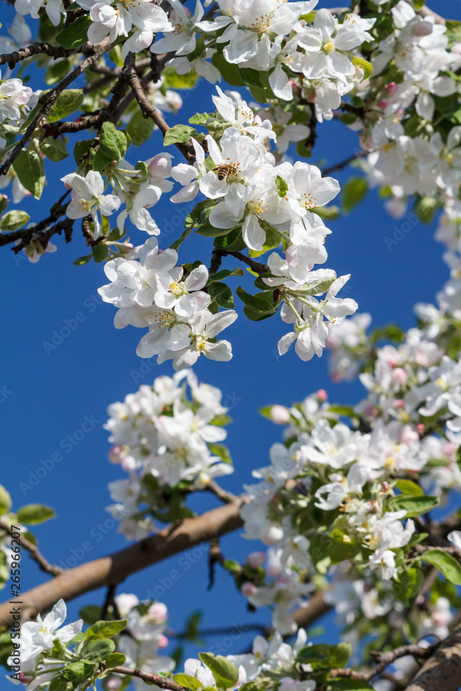 Branches of blooming apple tree in a spring orchard. Branches of blooming apple tree in a spring orchard.