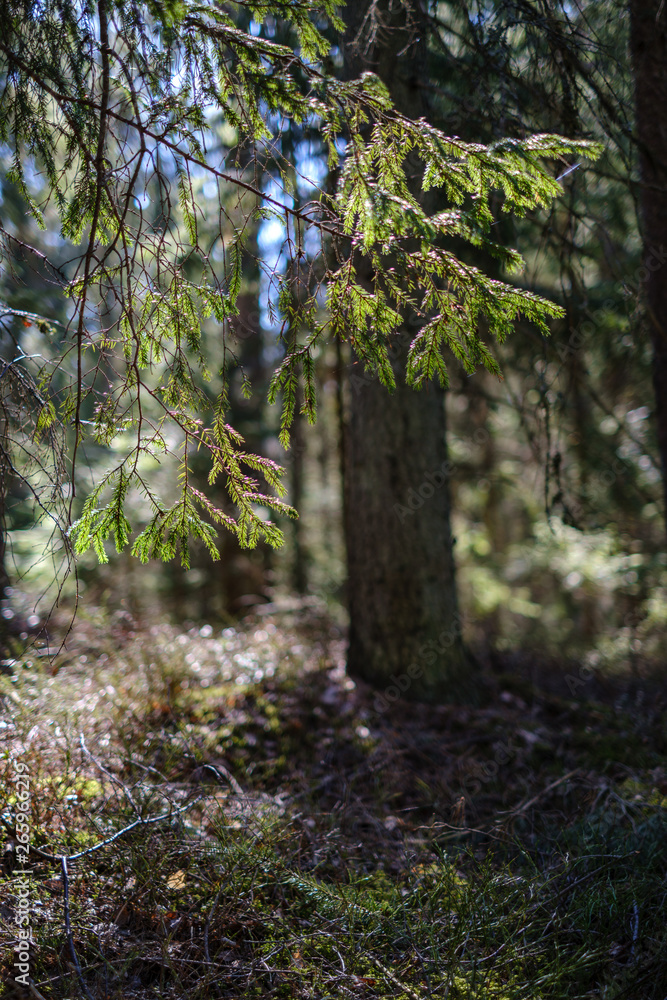 Fototapeta premium dark forest with tree trunks casting shadows on the ground