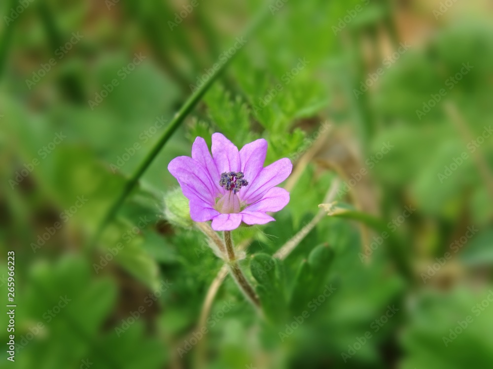 A flower on a spring day in northern Italy - April 2019 A flower on a spring day in northern Italy - April 2019
