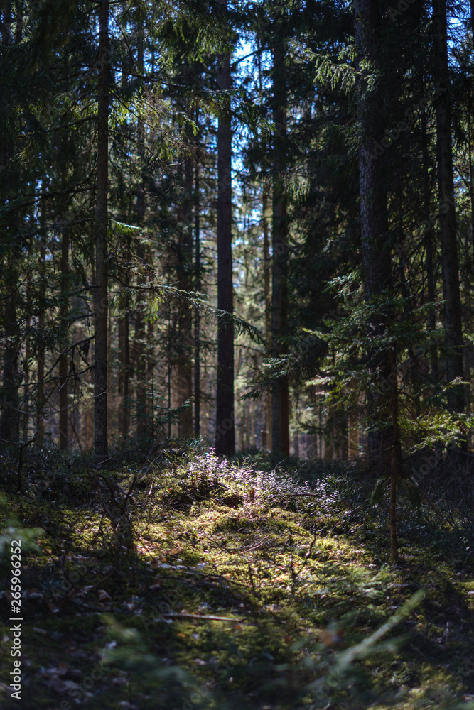 Obraz premium dark forest with tree trunks casting shadows on the ground