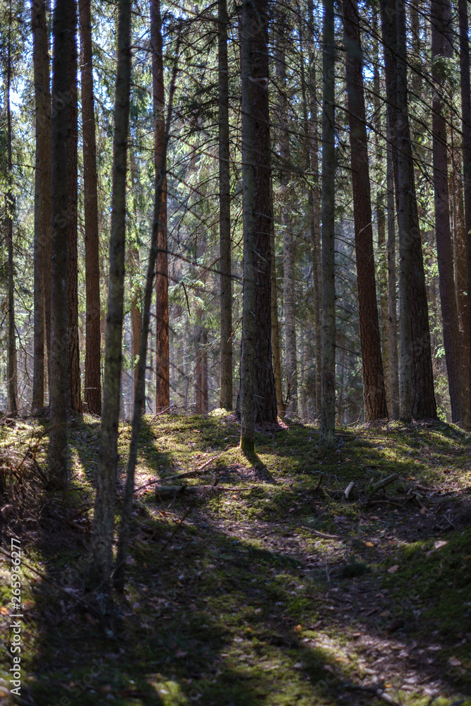 dark forest with tree trunks casting shadows on the ground