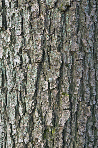 Bark of an oak tree background © Agata