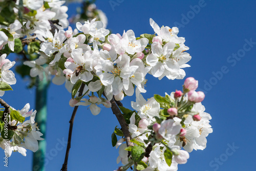 Branches of blooming apple tree in a spring orchard.