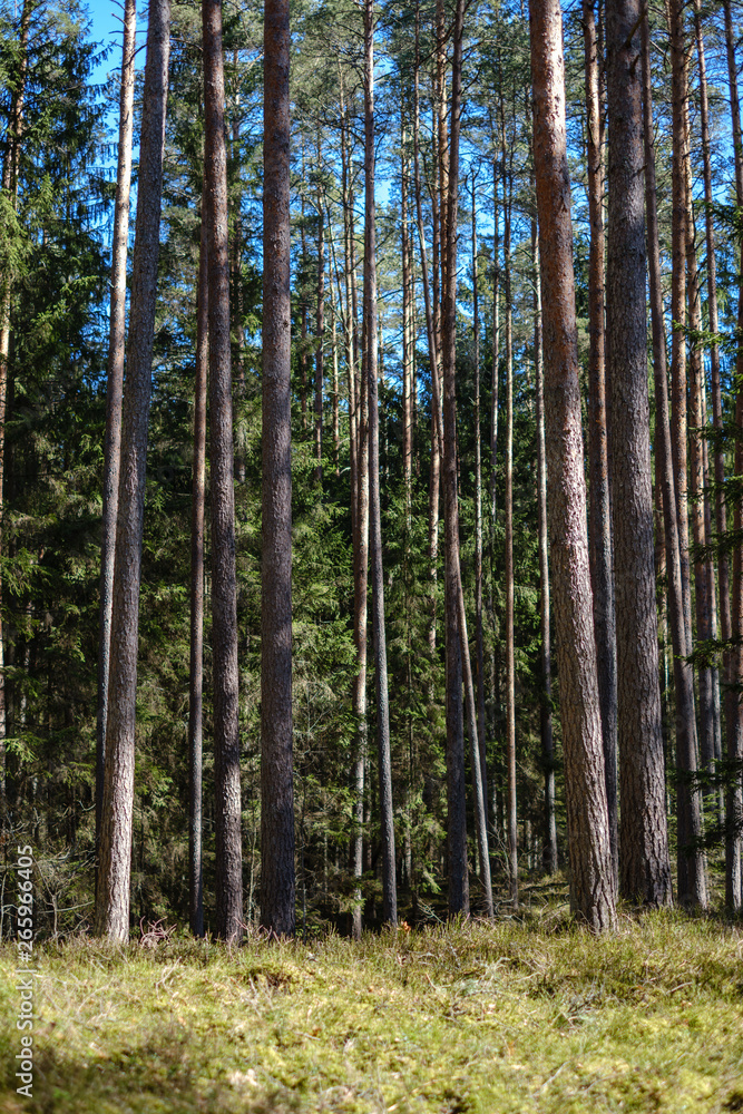 dark forest with tree trunks casting shadows on the ground dark forest with tree trunks casting shadows on the ground