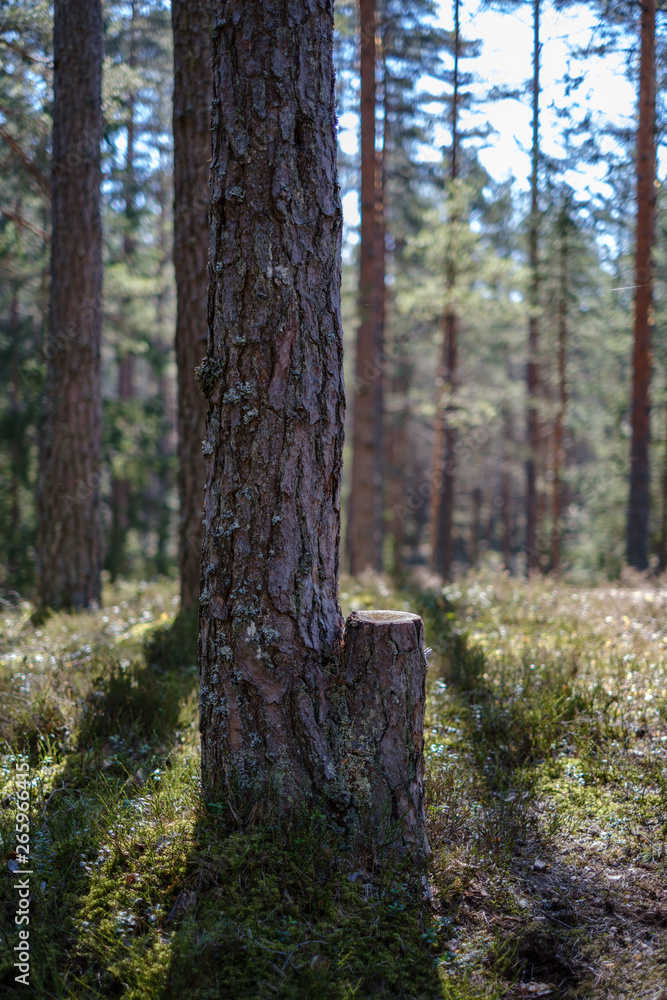 dark forest with tree trunks casting shadows on the ground dark forest with tree trunks casting shadows on the ground