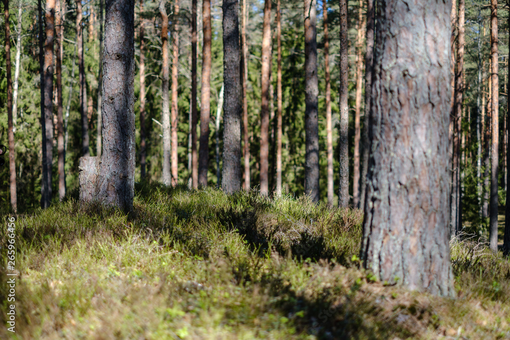 dark forest with tree trunks casting shadows on the ground dark forest with tree trunks casting shadows on the ground