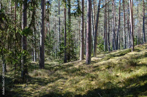 dark forest with tree trunks casting shadows on the ground © Martins Vanags